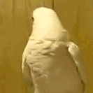1583134905194.gif