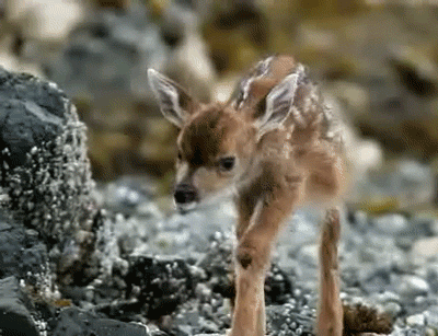 4335.gif