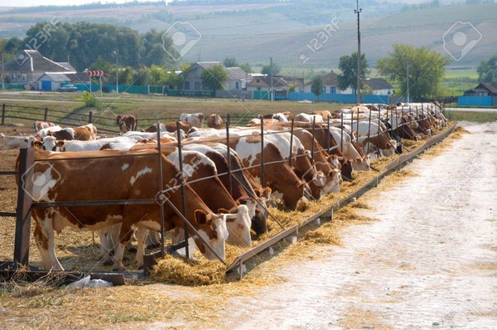 6109433-brown-white-cows-eating-hay-on-open-air-feeding-trough.jpg