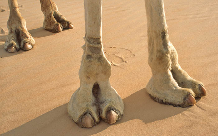 6_Amazing_Things_We_Should_Learn_From_Camel_Feet.jpg