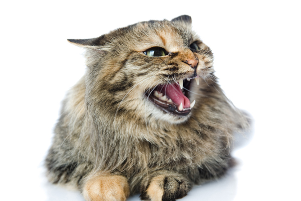 A-brown-cat-with-his-ears-back-hissing.jpg
