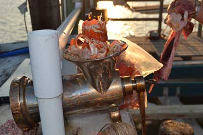 amberjack-lobster.jpg