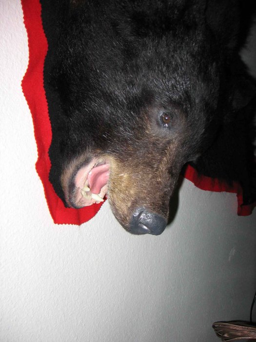 Bear Head email.jpg