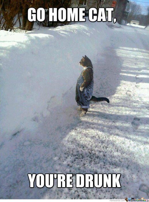 best-cat-meme-ever-1-1.jpg