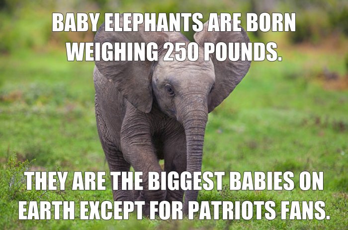 BiggestBabies.jpg