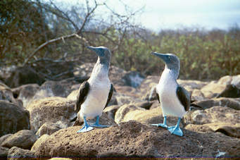 BIRD BOOBIES.jpg