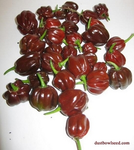 chocolate habanero 01.jpg