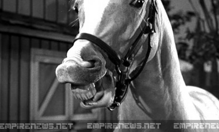 Classic-Sitcom-Talking-Horse-‘Mr.-Ed’-Disappears-From-Taxidermy-Museum.jpg