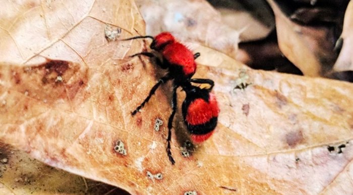 cow-killer-ant.jpg