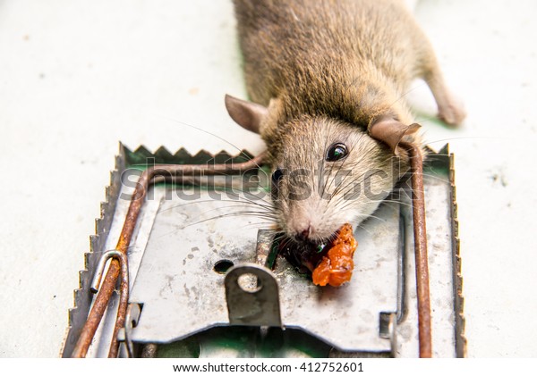 dead-rat-killed-by-rattrap-600w-412752601.jpg