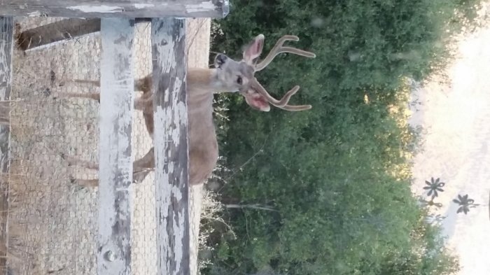 Deer at Irv's.jpg