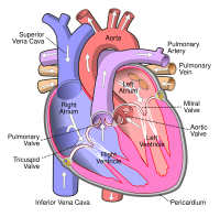 Diagram_of_the_human_heart.png