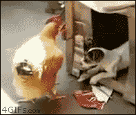 dog.gif