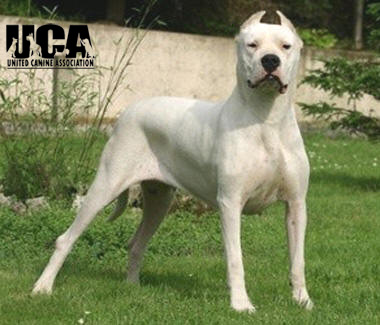 dogo_argentino_male.jpg