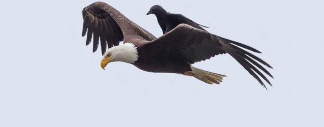 eagle_635x250_1435865544.jpg