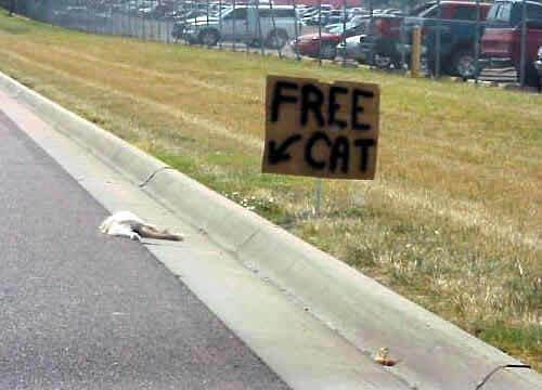 free cat.jpg