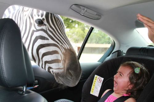 funny-zebra-window-crying-little-girl.jpg