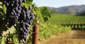 grapes.jpg
