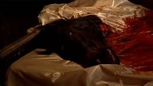 Horse head.jpg