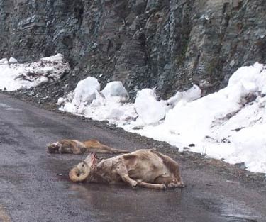 LionBighorn.jpg