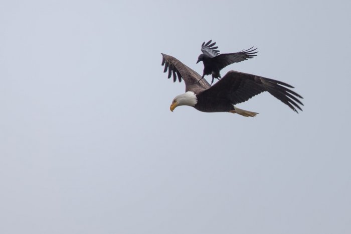 MDRUM_Crow_Rides_Eagle-8-1024x682.jpg