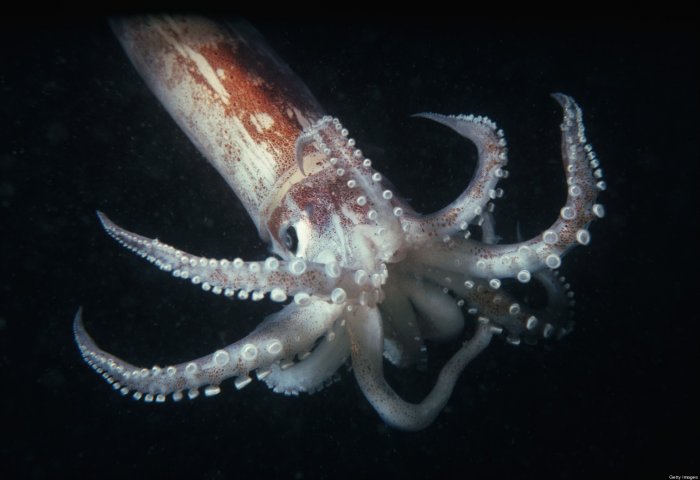 o-BOMB-IN-SQUID-facebook.jpg