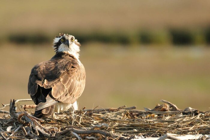 osprey-what.jpg