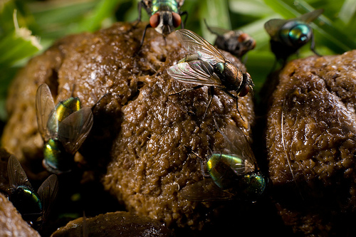 poop%20with%20flies.jpg