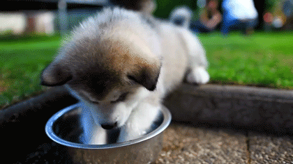 pup.gif