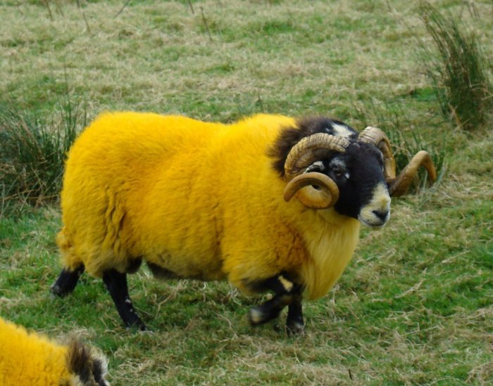 ram.jpg