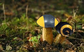 ramshrooms.jpg