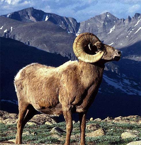 rocky-mountain-bhorn.jpg