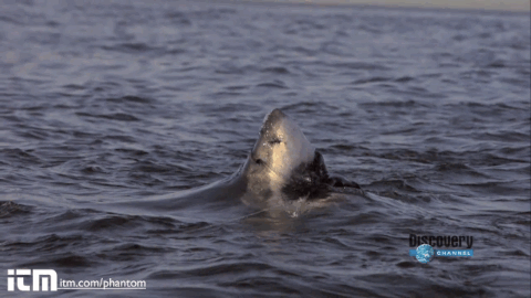 shark%20jump%20gif.gif