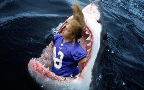 shark2.jpg