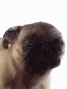 tenor-113859501.gif