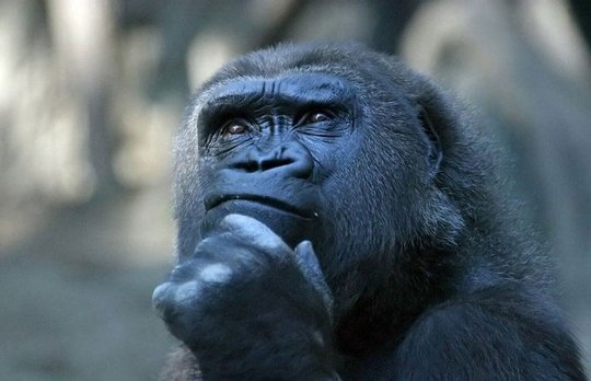 thinking ape.jpg
