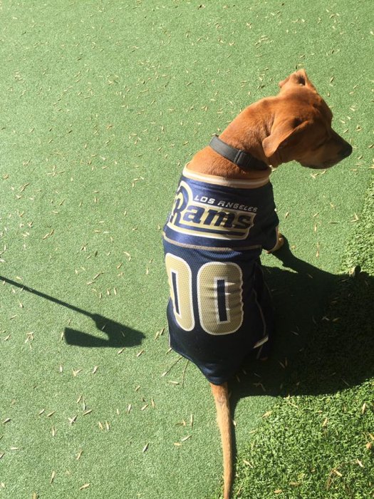 Trejo's Dog.jpg
