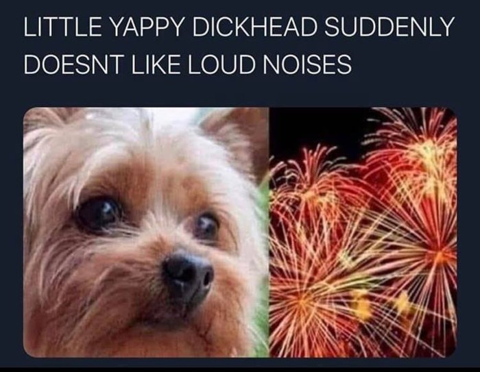 yappy.jpg