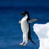 Penguin.