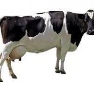 jibbajab34